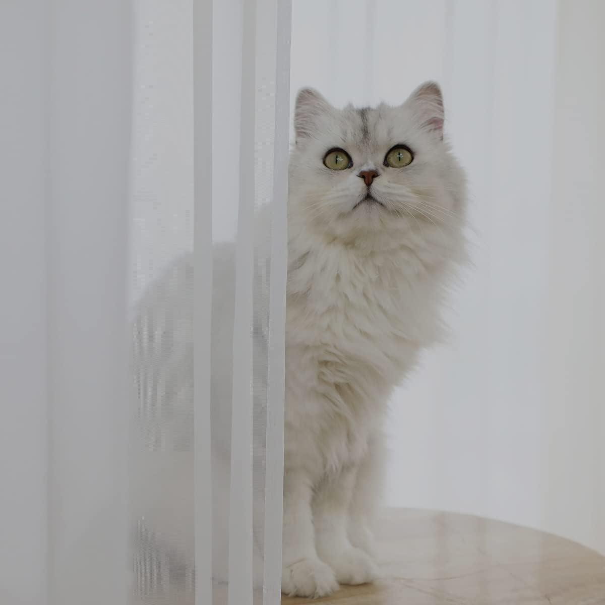 Window Ivory Sheer Curtains 60 Inches Width 63 Inches Long 2 Panels Sheer Curtains Clear Curtains Basic Rod Pocket Panel for Home/Living Room/Bedroom/Kids Room