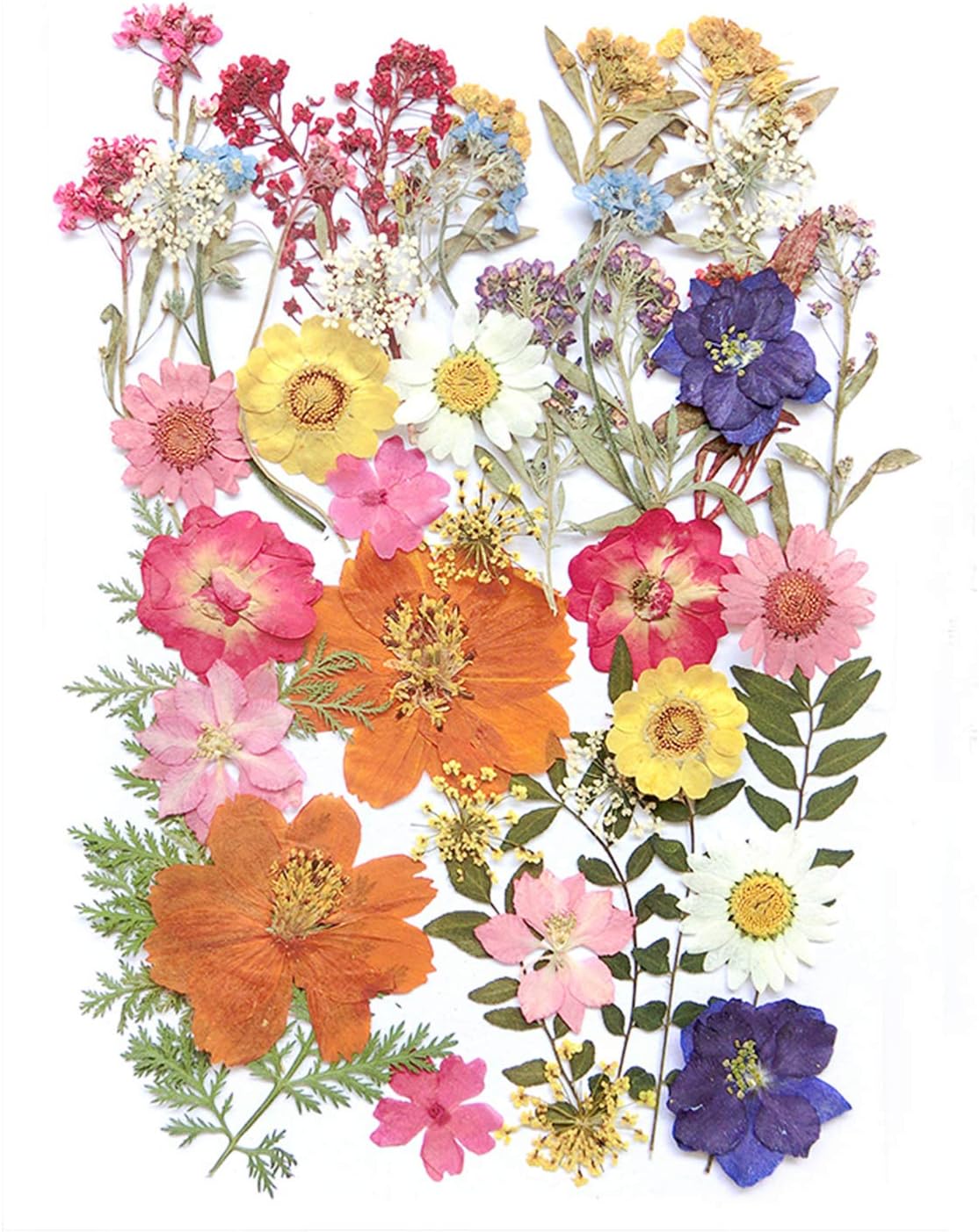17 Types 48PCS Real Dried Pressed Flowers Leaf Plant Herbarium for DIY Resin Jewelry Making Floral Decors(Colorful)