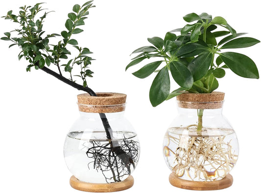 Propagation Station, Larger Capacity Ball Vase with Base for Hydroponic Plants, Home/Office Decor & Gift for Plant Lovers, 2pcs Glass Terrariums