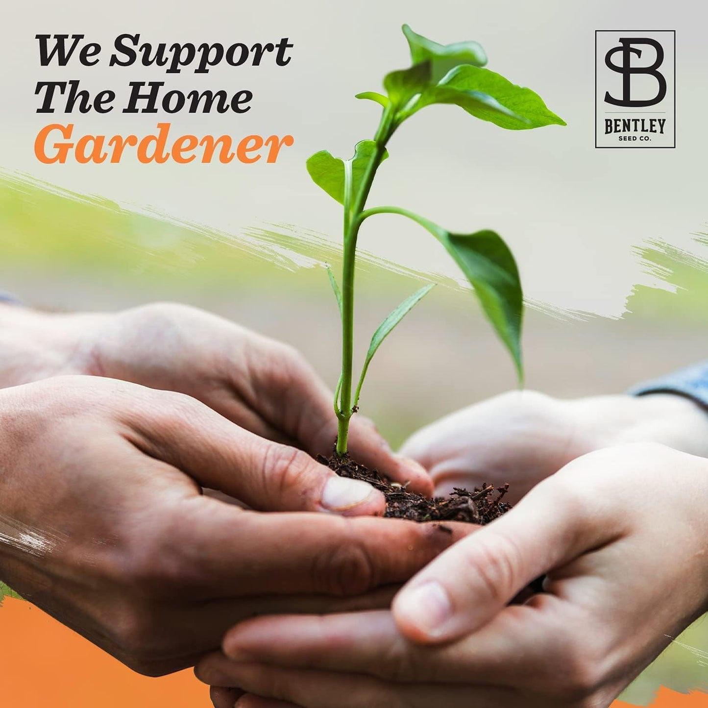 Vintage Look - 25 Individual Forget Me Not Flower Seed Packet Favors - Non GMO - Ready to Give - Bulk Pack of 25