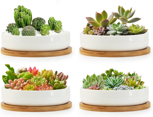 ZOUTOG Succulent Pots,6 Inch Succulent Planters with Drainage and Tray,4 Pack White Ceramic Planters for Indoor Plants,Round Shallow Flower Plant Pots