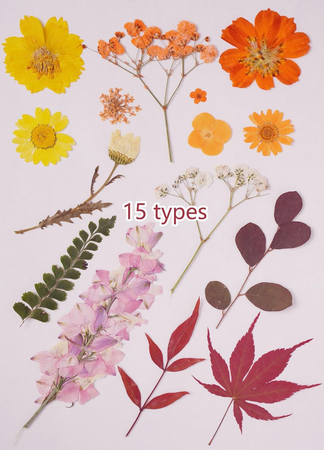 15Types 48Pcs Fall Real Dried Pressed Flowers Maple Leaf Plant Herbarium for Frame Crafts Resin Jewelry Making, Floral Cake Decorations-Fall