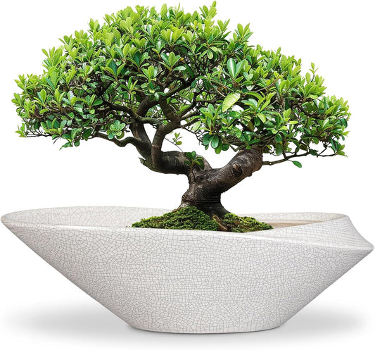 Bonsai Pots - 18 Inch Ceramic Plant Pot for Bonsai Tree, Modern Indoor & Outdoor Succulent Planter with Drainage, Room Decor, Gifts for Plant Lovers, White-Black