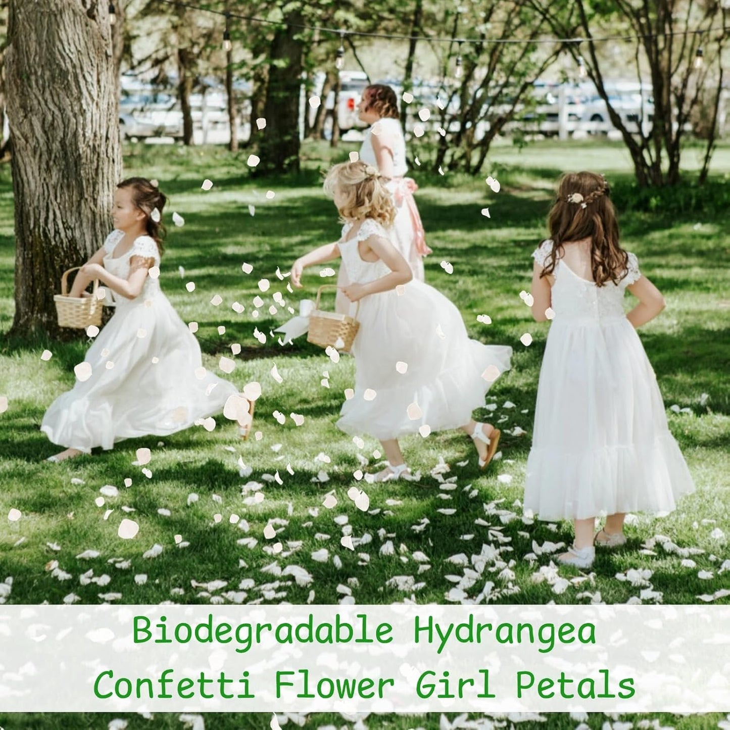 1500Pcs Real Dried Ivory White Hydrangea Flower Petals - Natural smal Petals for Wedding, Party Confetti, Romantic Night, Proposal Decor, Handcrafts (1.06 oz)