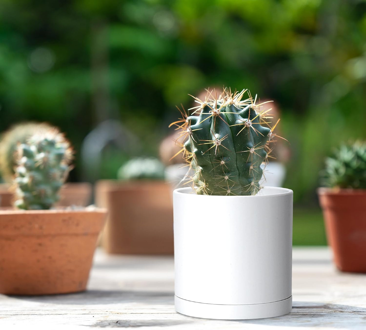 D'vine Dev 12 Pack 3.5 Inch Mini Plastic Plant Pots, Small Garden Planters for Plant with Drainage Holes and Saucers, White Color, 74-Z-D-4